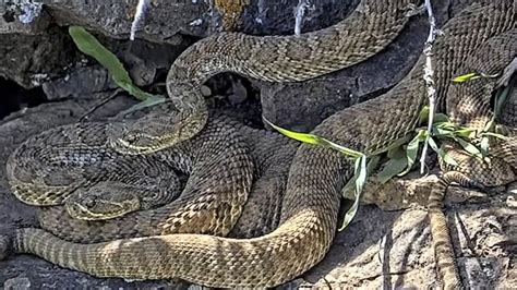 mega menu codepen|Colorado 'mega den' of hundreds of rattlesnakes keeps growing.